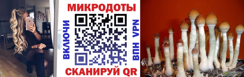 блэк спрут маркетплейс  Сальск  darknet официальный сайт  Псилоцибиновые грибы Psilocybe 